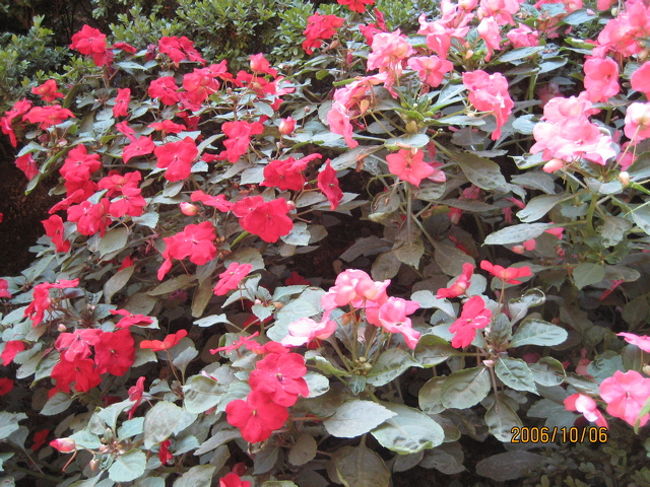 離宮まで遠いけれど、色とりどりの花や噴水、緑の生け垣が迎えてくれるのであきません。歩く、歩く、、、。