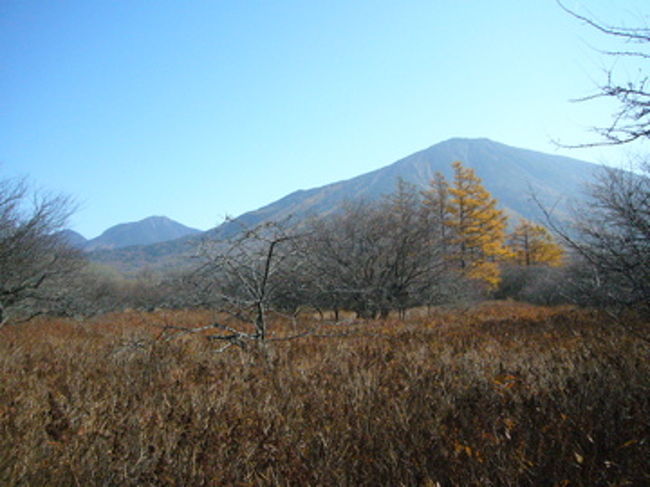 このカラマツと湿原は光徳入り口から赤沼まで広がっています。