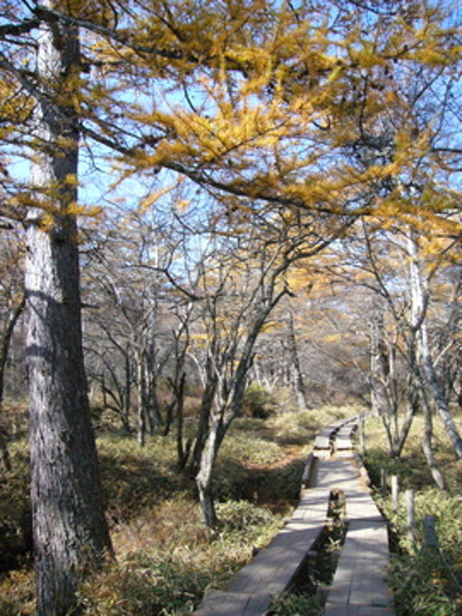 こんな感じで木道を歩いて散策します。湿原の中には入ってはいけません。