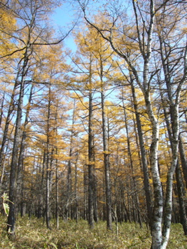 美しいでしょう〜？紅葉というと、つい赤っぽいものを求めていましたが、連なるカラマツをみて圧倒されました。