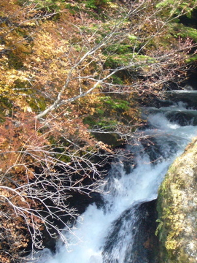 さすがに綺麗な紅葉です。でも見頃は１週間前位だったのかな？