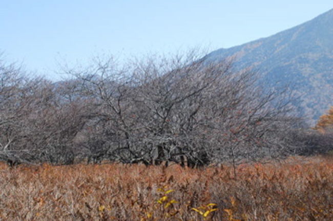 戦場ヶ原には伝説があります。<br />男体山の神と赤城山の神が領地問題で争い、男体山の神は大蛇に、赤城山の神は大ムカデに姿を変えて戦ったそうです。勝ったのは男体山の神。