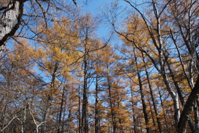 アップダウンも少ないので、気軽にハイキングが楽しめます。