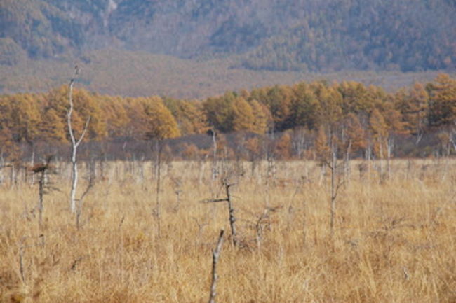 【２日目】<br />この湿原の美しさに、思わず途中下車。<br />バスの途中、光徳入り口付近で、またもや猿に遭遇！