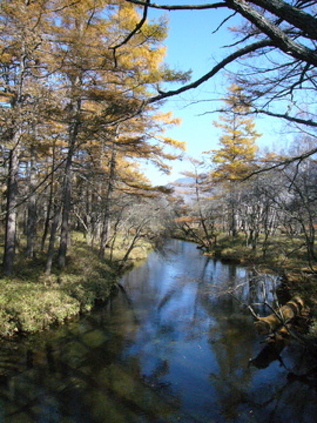 川を覗くと、魚もいるんですよ！