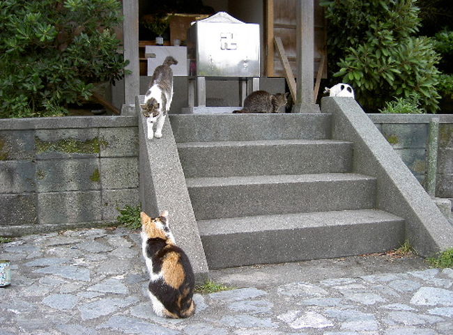 江ノ島に猫探しの旅 藤沢 江ノ島 神奈川県 の旅行記 ブログ By おいなりさんさん フォートラベル