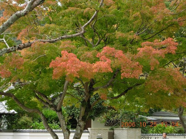公園の紅葉です。<br />今回の旅行では、紅葉は珍しかったですね。