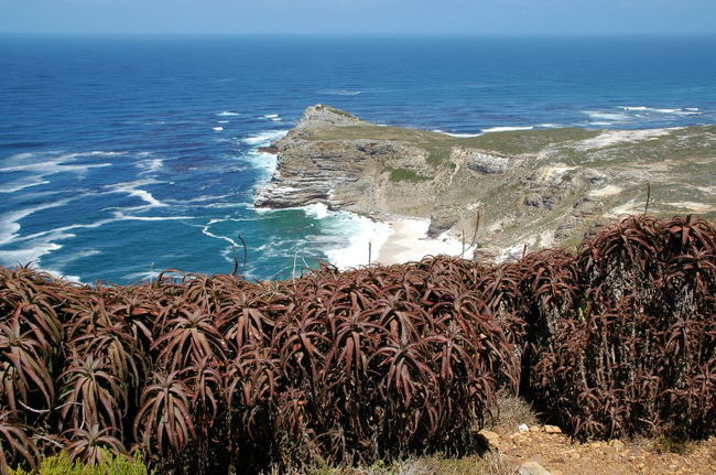 灯台まで登っていく途中。<br />手前の植物を見ると、なんとなく手塚治の漫画を見ている気になるのは私だけ？