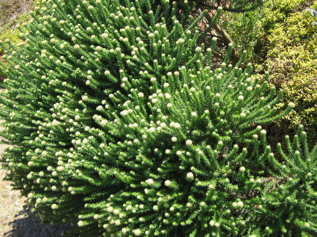 この辺に生えている植物には固有種が多いらしいよ。<br />素人が見てもぜ〜んぜん分かんないけどさ。