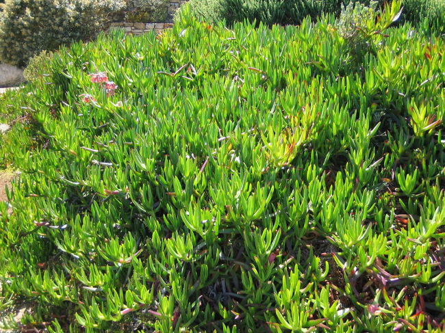 バブーンも沢山いるらしい。<br />しかし、我々は遭遇しなかった。<br />ちょっと位見た気もするけど、覚えてない。