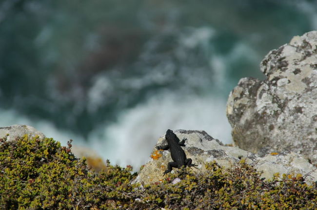 とかげ・・・。