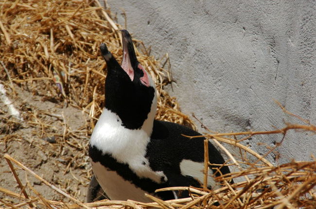 ペンギンコロニー。<br />南アフリカにいるペンギンは小さい。