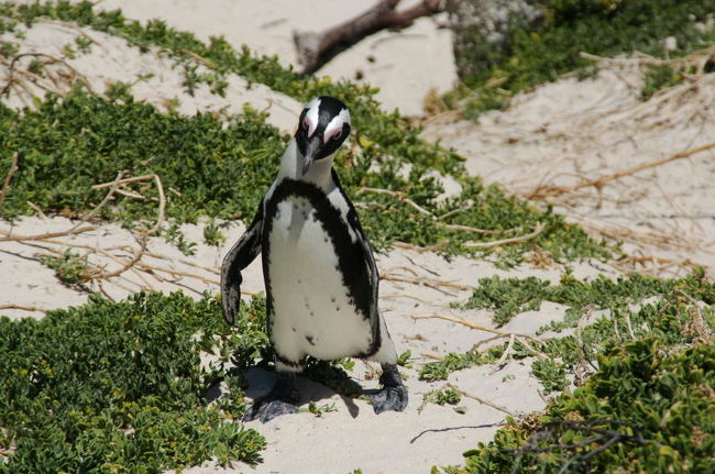 ペンギンコロニー。