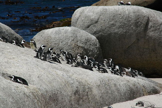 ペンギンコロニー。<br />いっぱいいるでしょ。<br />もっといっぱいいるんだよ。
