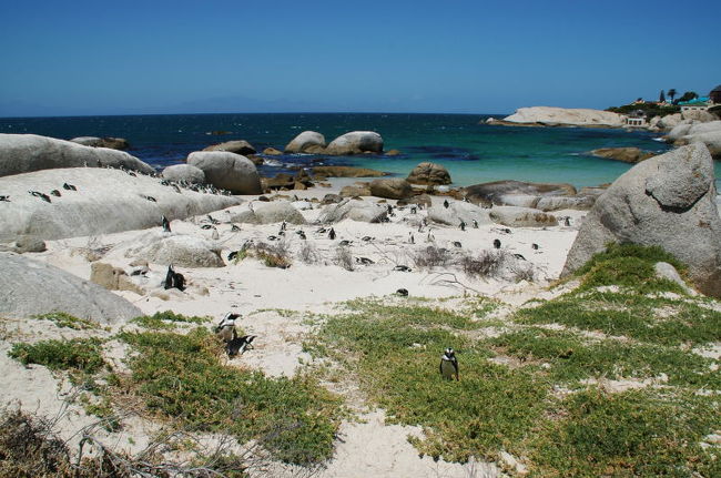 ここの海では普通に泳ぐことが出来ます。<br />ペンギンと一緒に泳げるよ。