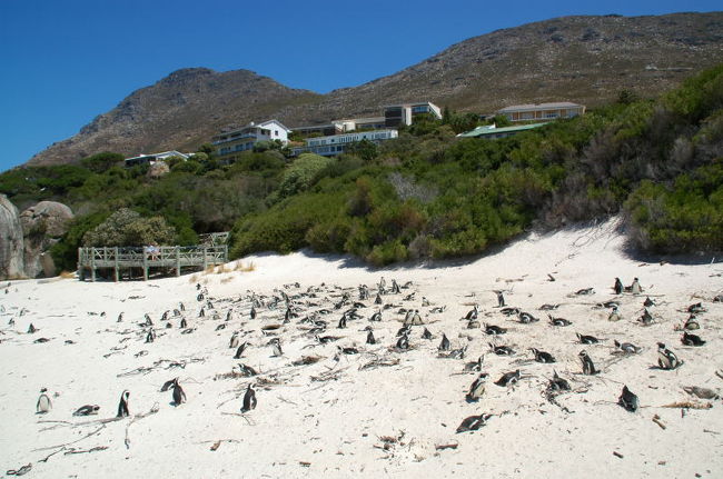 ペンギンコロニー。<br />みんなあまり動いていない。<br />ちょっとしたくぼみにはまってぐったりしている。<br />中には口開けてぜーぜー言ってる今にも死にそうなペンギンがいる。