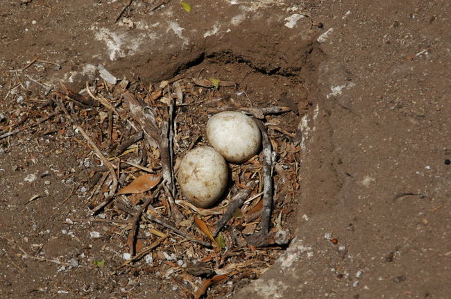 ペンギンコロニー。<br />卵のシーズンでした。<br />もうちょっと遅かったらベイビーシーズンだったのにな〜。