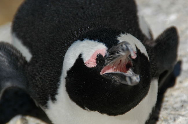 ペンギンコロニー。<br />ぜーぜー言っているペンギン。<br />口の中がざらざらだあ、と思って撮った。<br />ちなみに、その気になればペンギンに触れちゃいます。