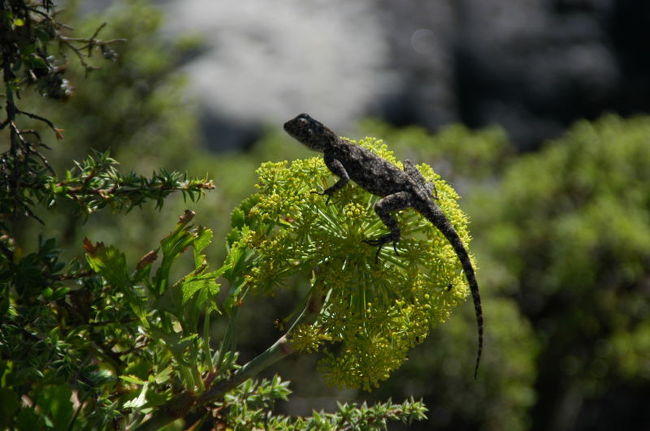 おおう！<br />花の上にトカゲが乗っている！！！<br />もっとアップで撮りたいな〜と思ってたのに、ココロナイ白人のおじさんがとりゃっておどかしたからいなくなっちゃった(T_T)