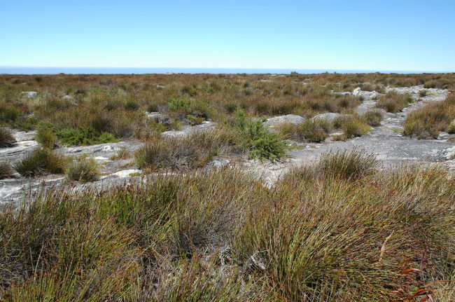 これも山頂。<br />テーブルと名のつくだけあって、本当に平ら。