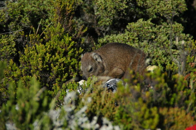 山頂でみかけた哺乳類。<br />名前は忘れちゃった。