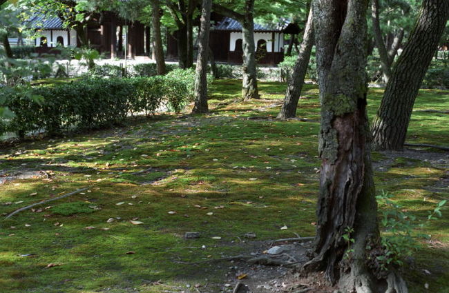 夕方までまだ時間があったので、ガイドブックを眺めて近くにある建仁寺に行ってみることにしました。<br />建仁寺までの道の両脇は、落ち着いた佇まいの雰囲気ある住宅。でもよく見ると料理屋さんだったり。きっと一見さんは入れないんだろうなあ…。<br /><br />建仁寺へは、たぶん裏門だと思える場所から入りました。すると目に入ったのは美しい苔の庭。