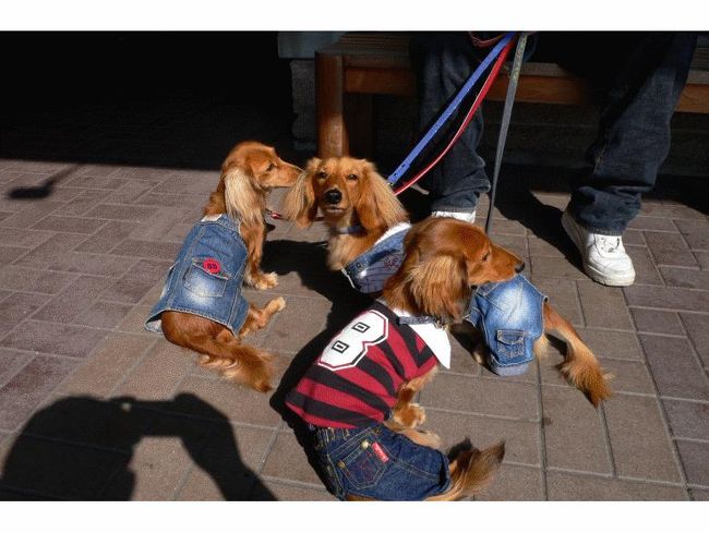 おめかしをしたワンちゃんが沢山いました