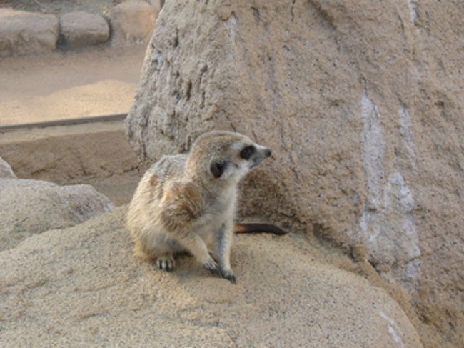 敵がいないか、心配だなぁ。