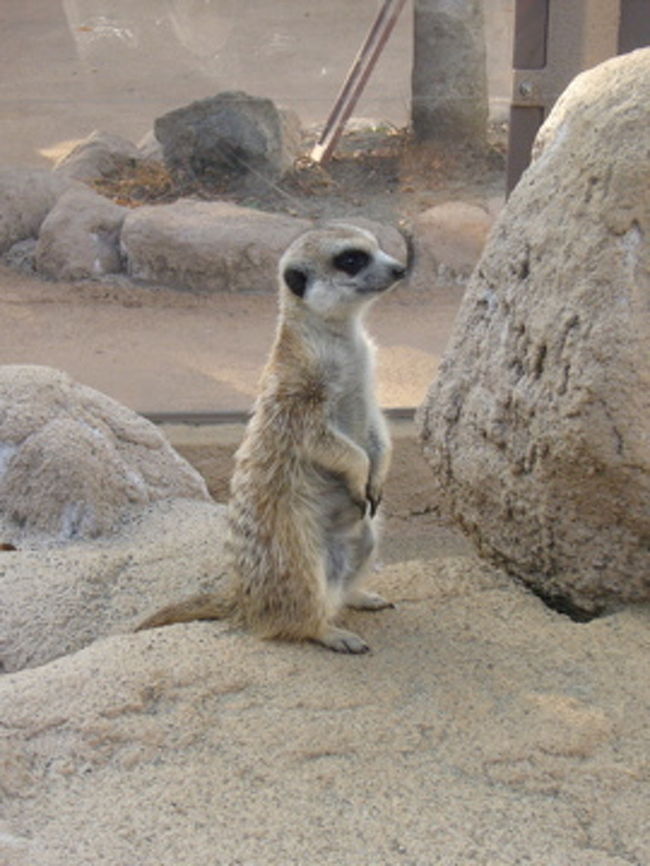 こんな可愛い顔して、サソリが大好き！<br />他には、昆虫やトカゲ、蛇などを食べます。