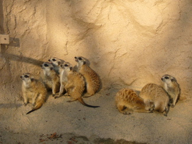 日光浴をして、身体を温めます。<br />朝は一斉に太陽に向かって立ち上がり、日光でお腹を暖めます。