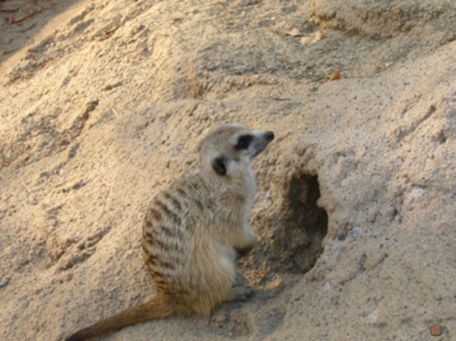 こんな可愛い姿は、いつまで見ていても見飽きません。