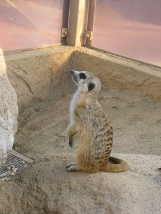 ん？空を見ると一匹の鷲が飛んでいます。<br />みんなに知らせなくちゃ！