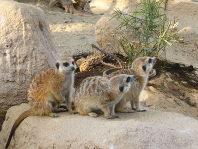 鷹など以外にコブラも天敵ですが、野生では他のミーアキャットの家族たちとも縄張り争いを行います。<br />戦いに負ければ、家族が犠牲になる事も…