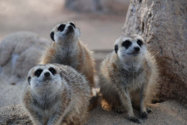 天敵がいるので、みんな一斉に空を見上げています。