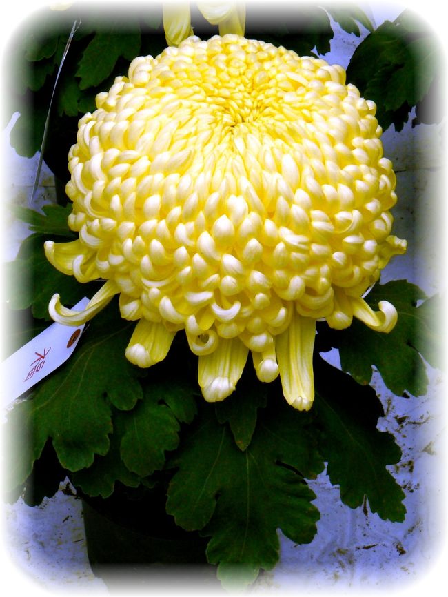 <br />おりから境内では菊花展が開催されていまして華やかなムードが漂っていました。<br /><br />