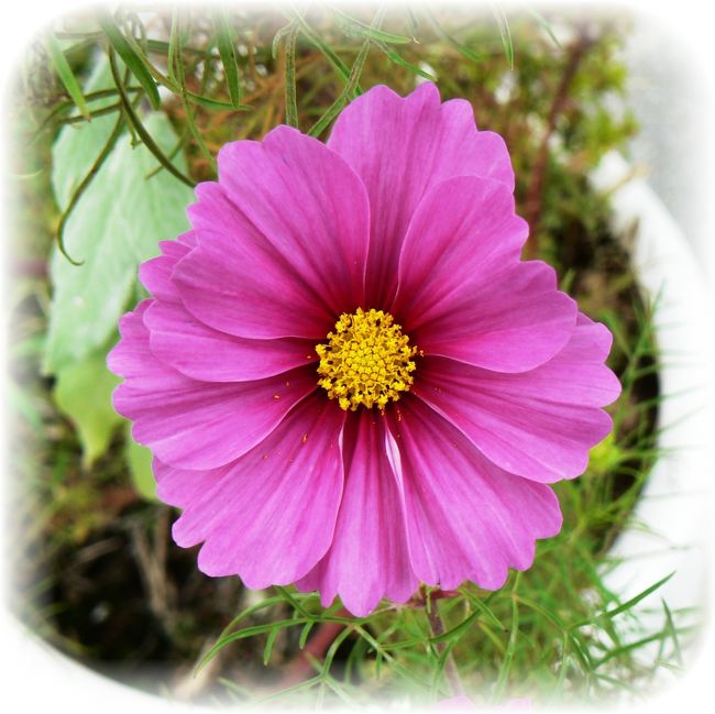 佐原の街を歩くとちょっとしたスペースにも花が飾られていて心が和みます。<br /><br />のんびりとした休日を過ごせました。<br />この町にはまだまだ見所がたくさんあります。<br /><br />うちから、近くですので…また、来ようと思います。<br /><br />では、また。　　　　　再　　見　　　(^_^)/~