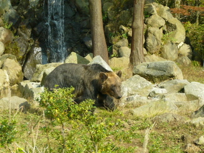 2700円を支払い、早速サファリゾーンへ。確かに動物の種類も数も多い。