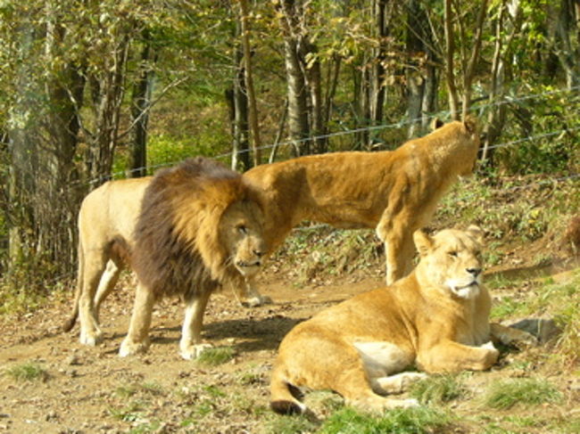 ライオンはかなり沢山いました。<br />遠くでライオンの交尾が始まり、見に行こうとしたら…雄が近寄って行きました。