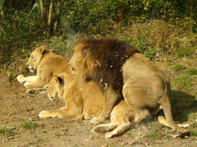 そしたら始まっちゃいました。ライオンはサービス満点です。<br />早速、渋滞してきました（汗）