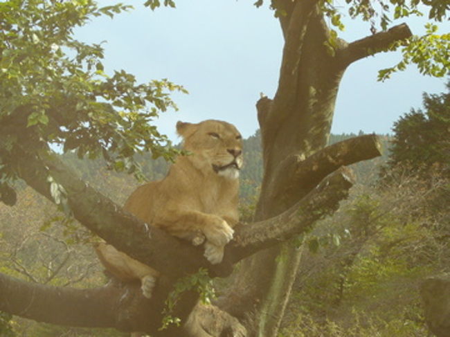 逆光とガラスのせいで、ちょっと曇っちゃいました。せっかく、ライオンらしいとこ撮れたのに…。<br />この光景を見ると、やっぱりネコ科なんだなって思いますね。