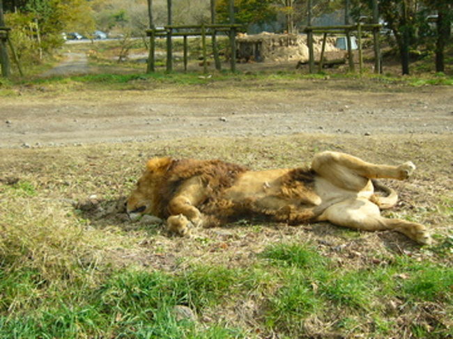 ライオンもこんな格好して寝るんですね。爆睡中