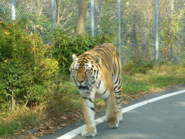 結構、活動的だったのはシベリアトラです。みんなウロウロ。<br />車の目の前にいます！