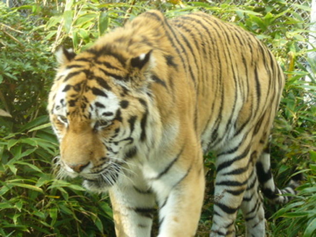 うぁ〜近寄ってくる！！きっと車から50CM位しか離れてません。