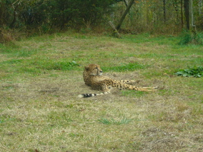 チーターは寝てばっかり。ちっとも車には近寄って来なくて、冷めてます。
