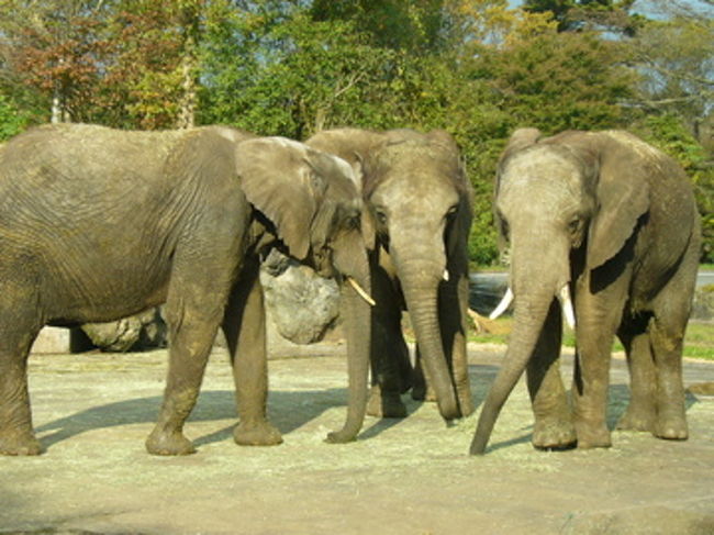 象は仲良く遊んでました。