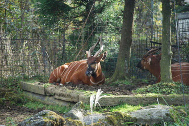 ボンゴウ（レイヨウ）です。こいつ、ジダンに似てません？