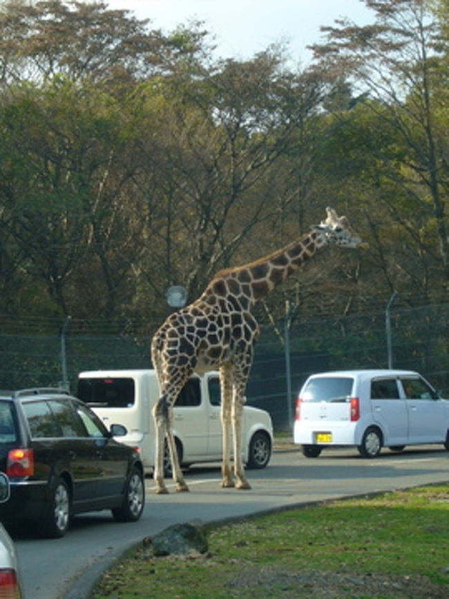 キリンが車の間を割って入ってきました。<br />車に慣れているので、我がもの道です。やっぱり私たちがお客さんなんですね。