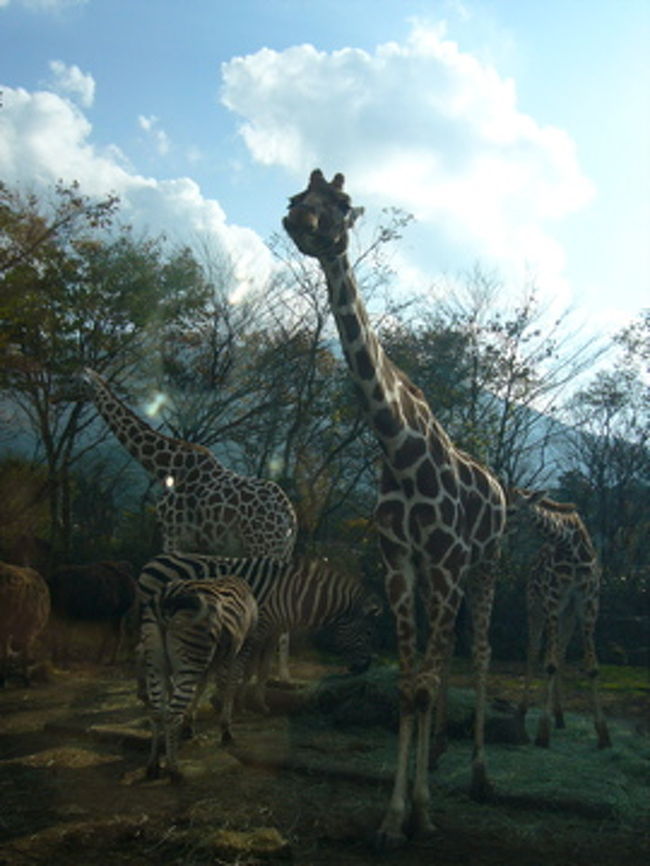 このキリン良い顔してます。撮られてるの分かるのかな？