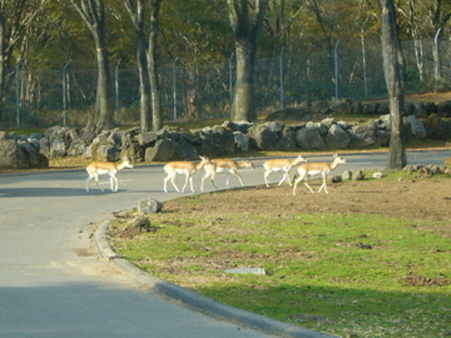 鹿が行進中なので、またもや渋滞気味。