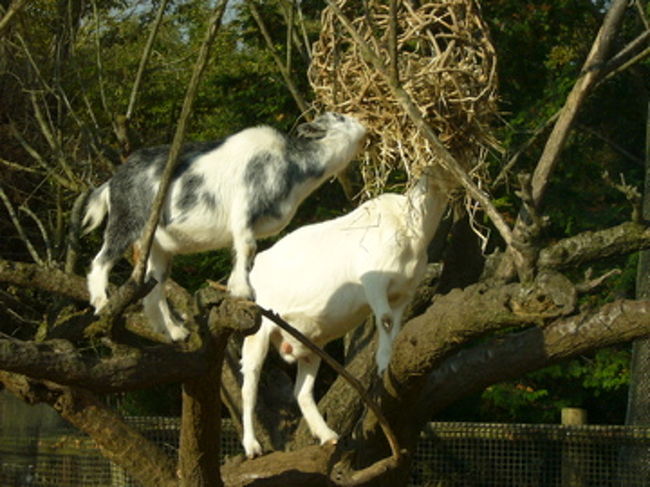 ヤギが木に登っているの初めて見ました。